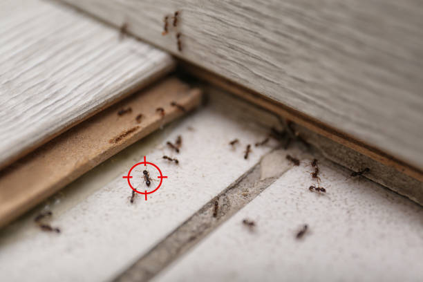 Best Pest Removal Services  in Balfour, NC