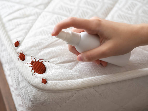 Best Affordable Pest Control Services  in Balfour, NC